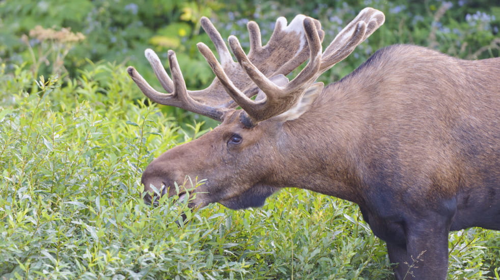 Where to see moose in canada